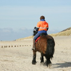 paard op strand