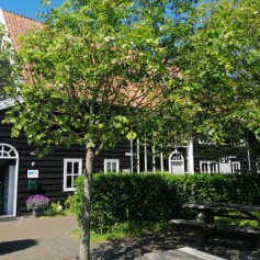 tijdelijke receptie en Inval voorjaar.jpg