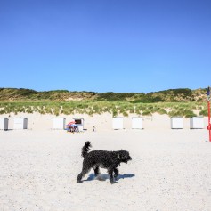 strandhond2018