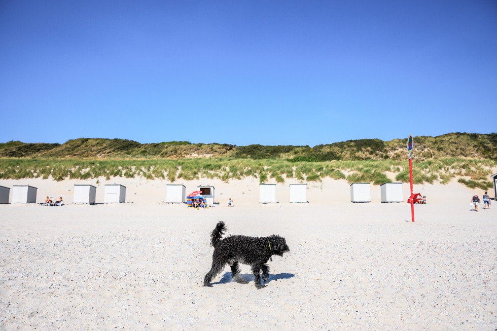 strandhond2018
