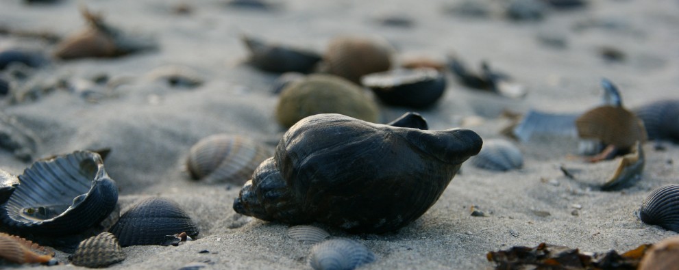 Strand Westenschouwen
