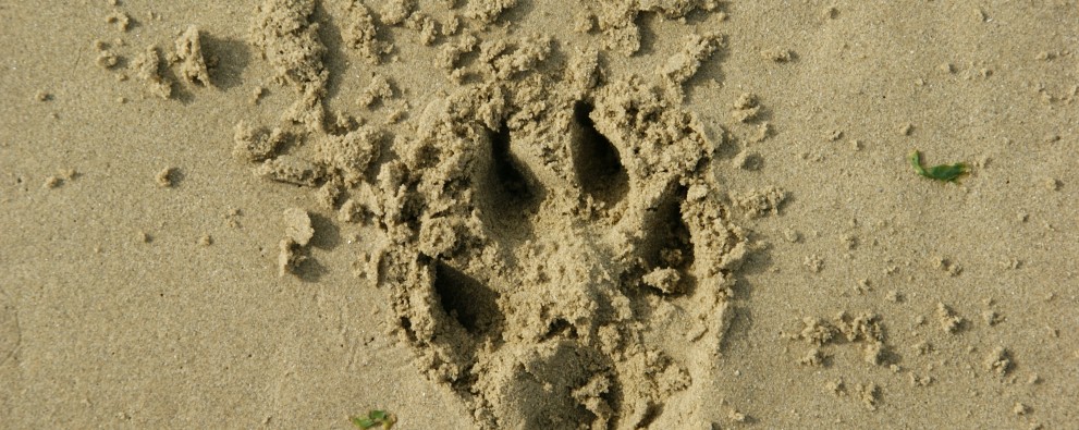 hondenpootje in het zand