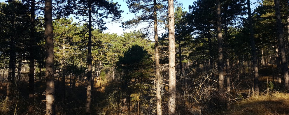 bos westenschouwen